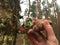 Hidden geocache in the forest