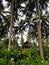 hidden hut in the middle of coconut forest