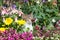 A hidden kitten between perennial flowers in the Garden.