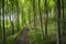 Hidden mystery path leading through trees in a magical deciduous forest in remote, serene and quiet environment. Scenic
