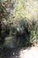 Hidden Natural Water Pool in The Flora, Dalyot Brook, Dalyot Nature Reserve Park, Israel