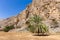 Hidden Oasis in Jabel Jais mountain range with green lush palm tree and rocky limestone cliffs in the background