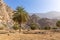 Hidden Oasis in Jabel Jais mountain range with green lush palm trees and rocky limestone cliffs in the background, UAE