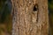Hidden owl. European scops owl, Otus scops, in tree hole at sunrise. Small owl peeks out from trunk showing yellow eyes.