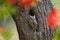 Hidden owl. European scops owl, Otus scops, in tree hole surrounded by colorful leaves and berries. Small owl peeks out from trunk