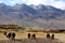 Hidden pasture in tibet