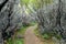 Hidden path in Cape Otway National Park
