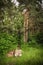 Hidden picturesque staircase in the forest thicket