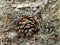 Hidden Pine cone