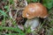 Hidden Porcino mushroom in the forest