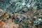 Hidden portrait of antler Alpine Ibex, Capra ibex, with coloured rocks in background, animal in the nature habitat, Italy