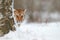 Hidden portrait of wild cat. Siberian tiger in snow fall, birch tree. Amur tiger sitting in snow. Tiger in wild winter nature. Act