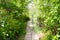 Hidden stone path in the forest