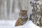 Hidden tiger with snowy face. Tiger in wild winter nature. Amur tiger running in the snow. Action wildlife scene, danger animal. C