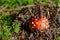 Hidden under fir needles Fly agaric mushroom growth in forest