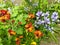 Hidden wallflowers and bluebells in a sea of green