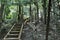 Hidden wood-made staircase in a dense tropical jungle