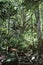 Hidden wood-made staircase in a dense tropical jungle at daytime