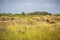 Hiddensee heath landscape with blue cottage