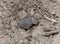 Hide Beetle Omorgus Camouflaged in Dirt