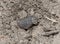 Hide Beetle Omorgus Camouflaged in Dirt in Eastern Colorado