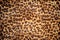 Hide of leopard pattern for background