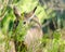 Hide and seek Duiker