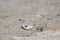 Hiding Baby Piping Plover