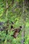 Hiding bear. Adult wild Brown bear in the summer forest. Green forest natural background. Scientific name: Ursus arctos. Natural