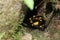 Hiding Fire salamander