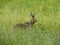 Hiding Hare Lepus europaeus - Brown hare sits in the grass