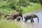 Hiding view of elephants walking across river