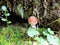 Hiding wild mushroom - toadstool found in the forest