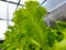 Hidroponic Organic green Lettuce