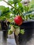 Hidroponic strawberry plant are simple to grow