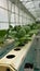 Hidroponik grew in smart green house