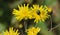 Hieracium canadense, commonly called Canadian hawkweed, narrowleaf hawkweed, or northern hawkweed