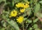 Hieracium canadense, commonly called Canadian hawkweed, narrowleaf hawkweed, or northern hawkweed