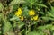 Hieracium canadense, commonly called Canadian hawkweed, narrowleaf hawkweed, or northern hawkweed