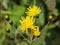 Hieracium canadense, commonly called Canadian hawkweed, narrowleaf hawkweed, or northern hawkweed