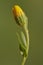 Hieracium flower bud with yellow petals and green stem