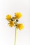 Hieracium flower Cluster