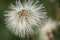 hieracium flower on the meadow close-up