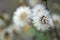 hieracium flower on the meadow close-up