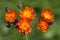 Hieracium pilosella also called as mouse-ear hawkweed