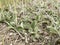 Hieracium pilosella close up