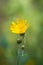 Hieracium spp. - Beauty of Noxious Weeds