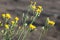 Hieracium umbellatum, Canadian hawkweed yellow flowers closeup selective focus