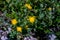 Hieracium villosum flower growing in mountains