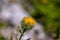 Hieracium villosum flower growing in mountains